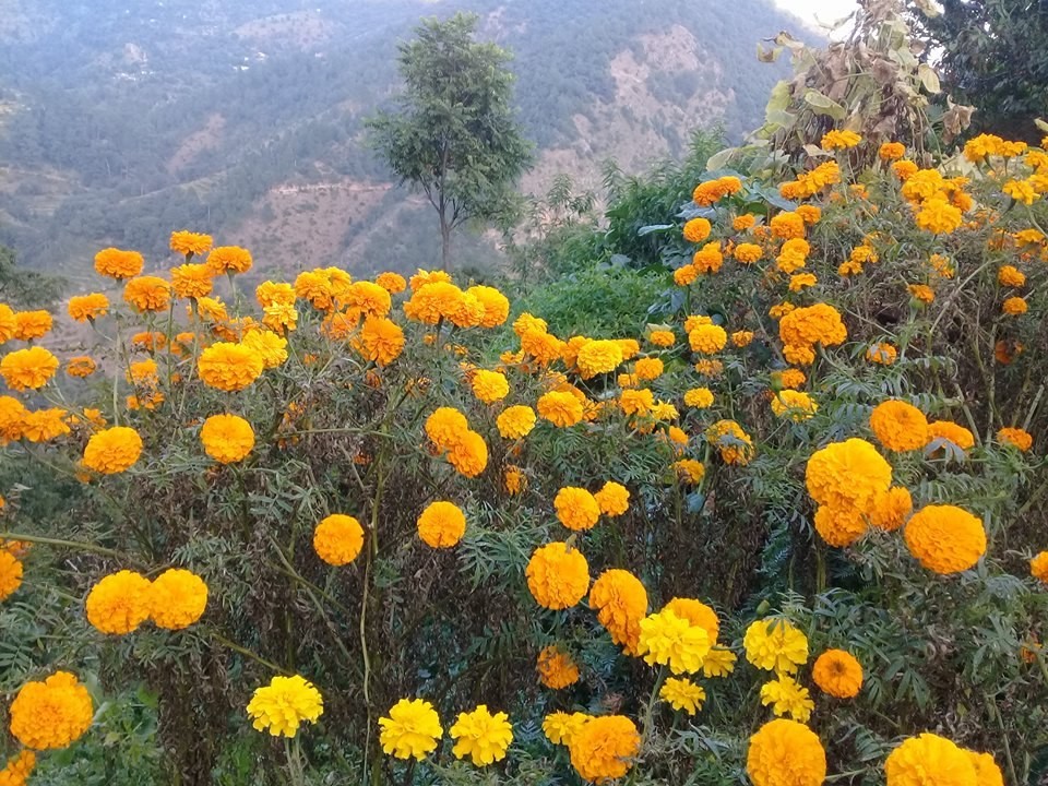 उत्पादन बढेपछि यो वर्ष फूलको आयात घट्यो