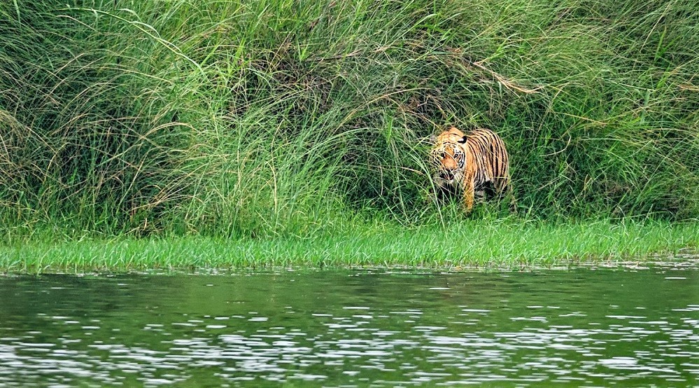 बाघ व्यवस्थापन राष्ट्रिय योजनाको मस्यौदा तयार