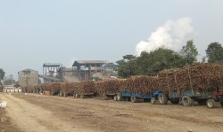 सर्लाहीका किसान उन्नत जातको उखुु खेतीतर्फ आकर्षित