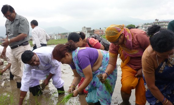 मधेसका किसान भन्छन्ः रोपाई गर्ने बेला भयो धानको बिउ छैन