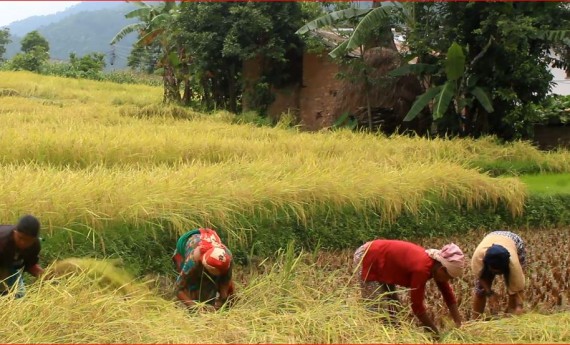 प्यूठानका किसानलाई चैते धान भित्र्याउने चटारो