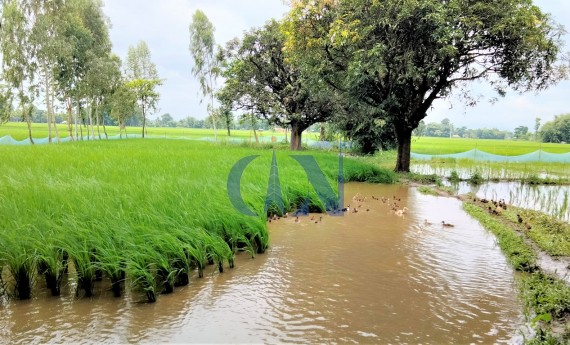 झापामा एक हजार हाँसले धान खेत गोड्दै