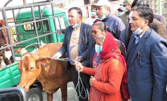 रत्ननगरका विपन्न किसानलाई अनुदानमा गाई वितरण