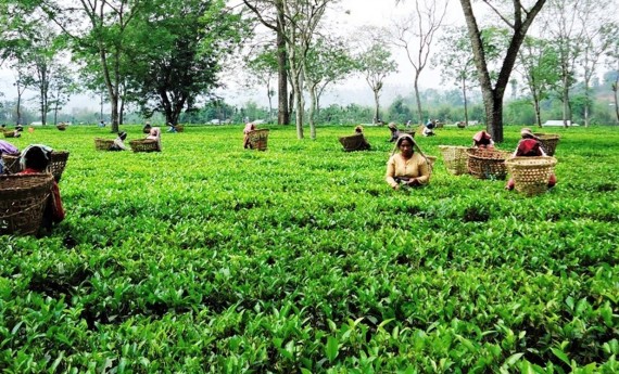 अन्तर्राष्ट्रिय प्रतिस्पर्धामा नेपालको चिया सर्वोत्कृष्ट