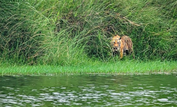 बाघ व्यवस्थापन राष्ट्रिय योजनाको मस्यौदा तयार