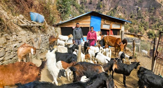 बाख्रा पालनबाट वार्षिक ३ लाखभन्दा धेरै कमाउँदै बैतडीका दीपक