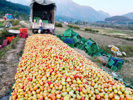 अर्बौँको तरकारी आयात तर नेपाली किसानको तरकारी कुहिँदै 