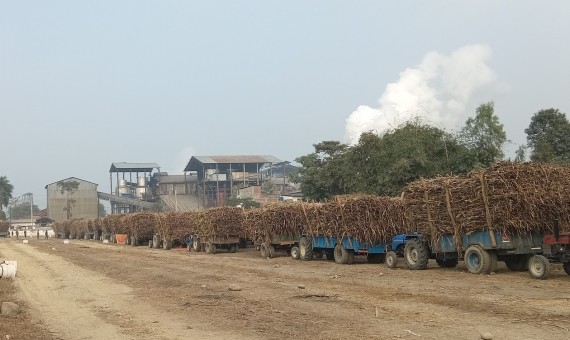 सर्लाहीका किसान उन्नत जातको उखुु खेतीतर्फ आकर्षित