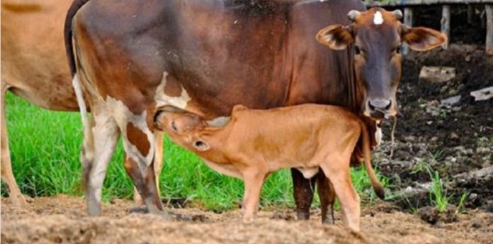 किसानले पशुको सुत्केरी भत्ता पाउन थाले