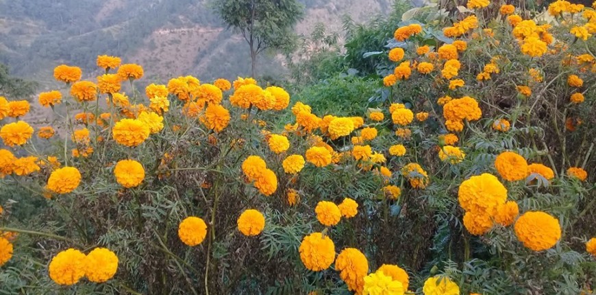 उत्पादन बढेपछि यो वर्ष फूलको आयात घट्यो