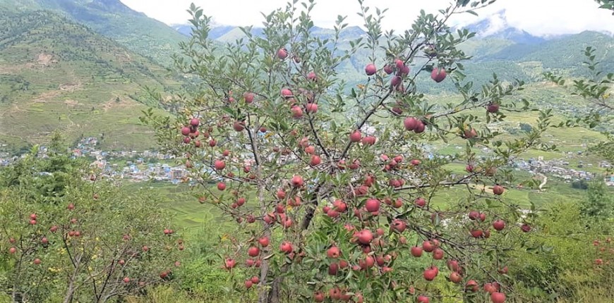 कर्णालीका स्याउ किसान बीमातर्फ आकर्षित