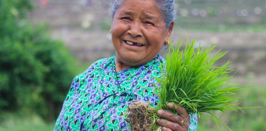 खोकनामा रोपाइँ (तस्बिरहरू)